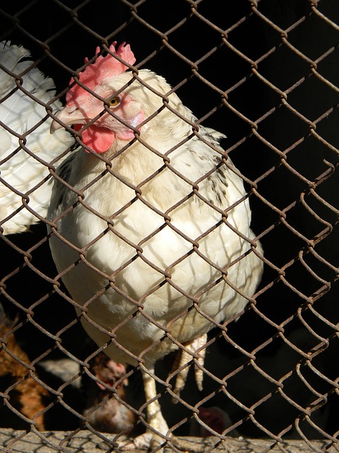 康的市场环 康的市场环